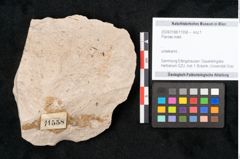 Foto (Objekt + Etikett) von Plantae indet.  (NHMW-GEO-2024-0188-11558)